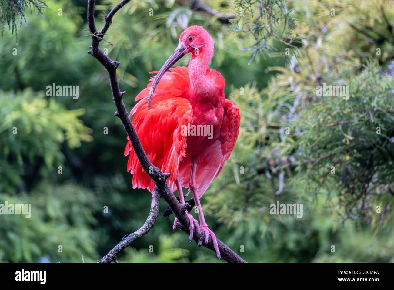Scarlet ibis (Eudocimus ruber) sur une branche Banque D'Images