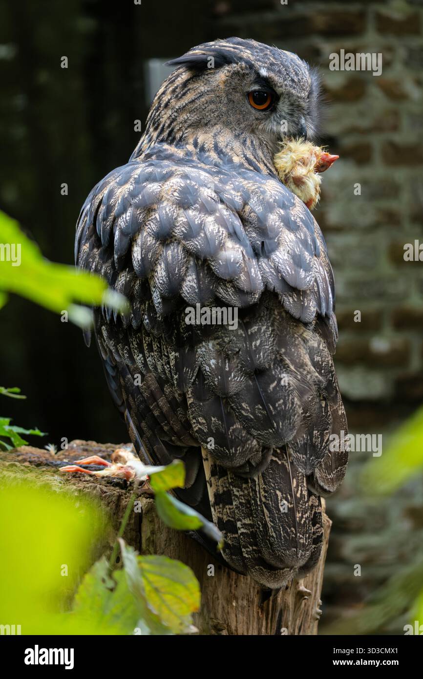 Aigle-hibou eurasien (Bubo bubo) sur une souche d'arbre Banque D'Images