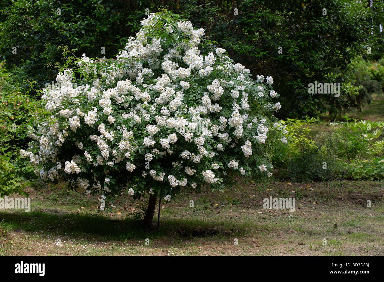 Rose multiflora (Rosa multiflora), un arbuste vigoureux et épineux avec de petites fleurs blanches en grappes. Commun dans les haies, les bords de bois et les champs Banque D'Images