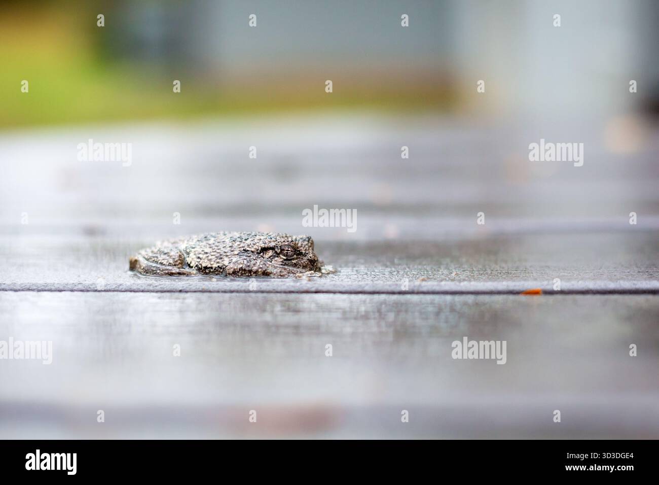 Un Treefrog gris (Hyla versicolor) couché à plat sur une terrasse à l'extérieur sous la pluie Banque D'Images