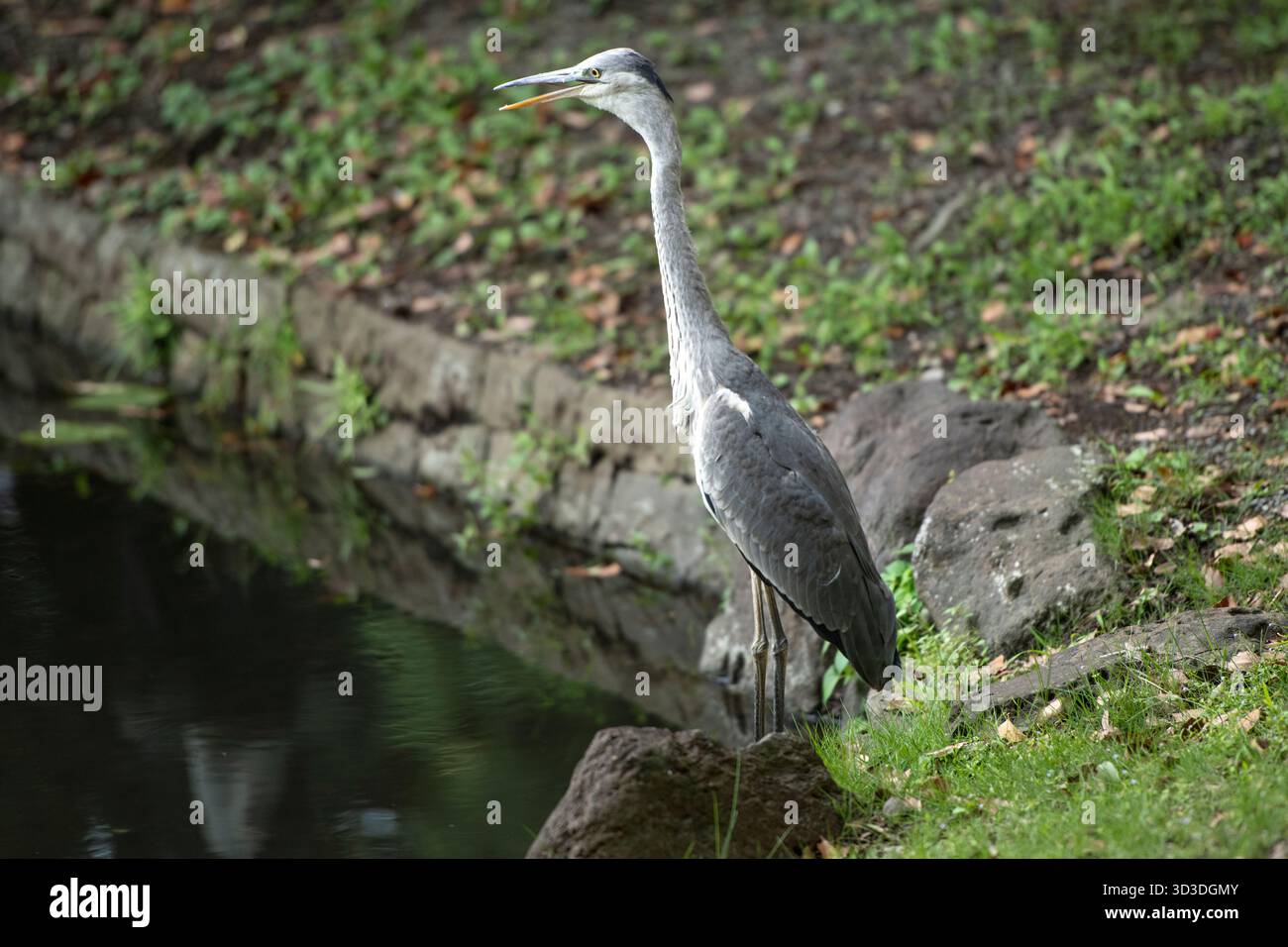 Jardins Koishikawa Korakuen. Tokyo, Japon Banque D'Images