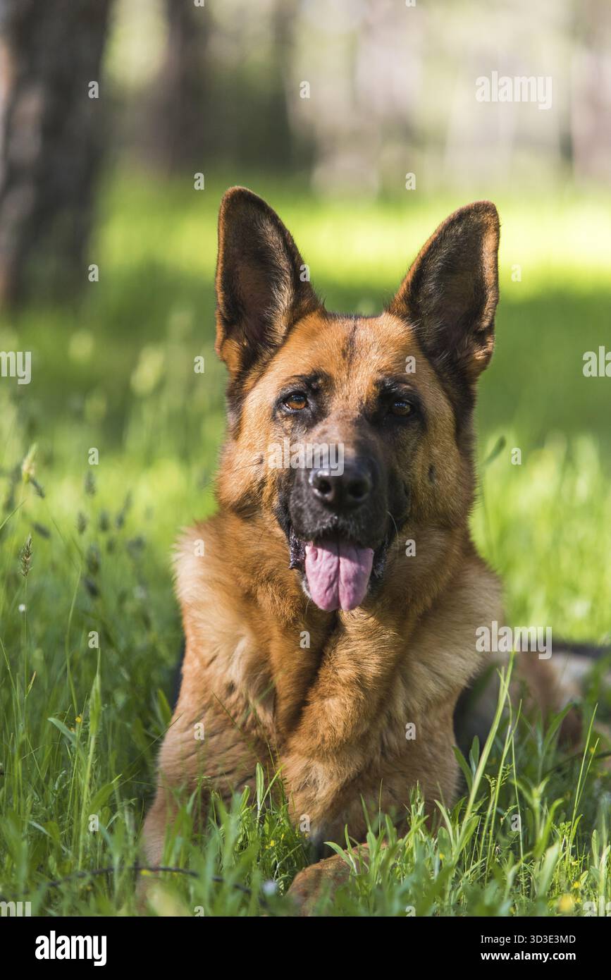 Berger allemand pur portant sur l'herbe Banque D'Images