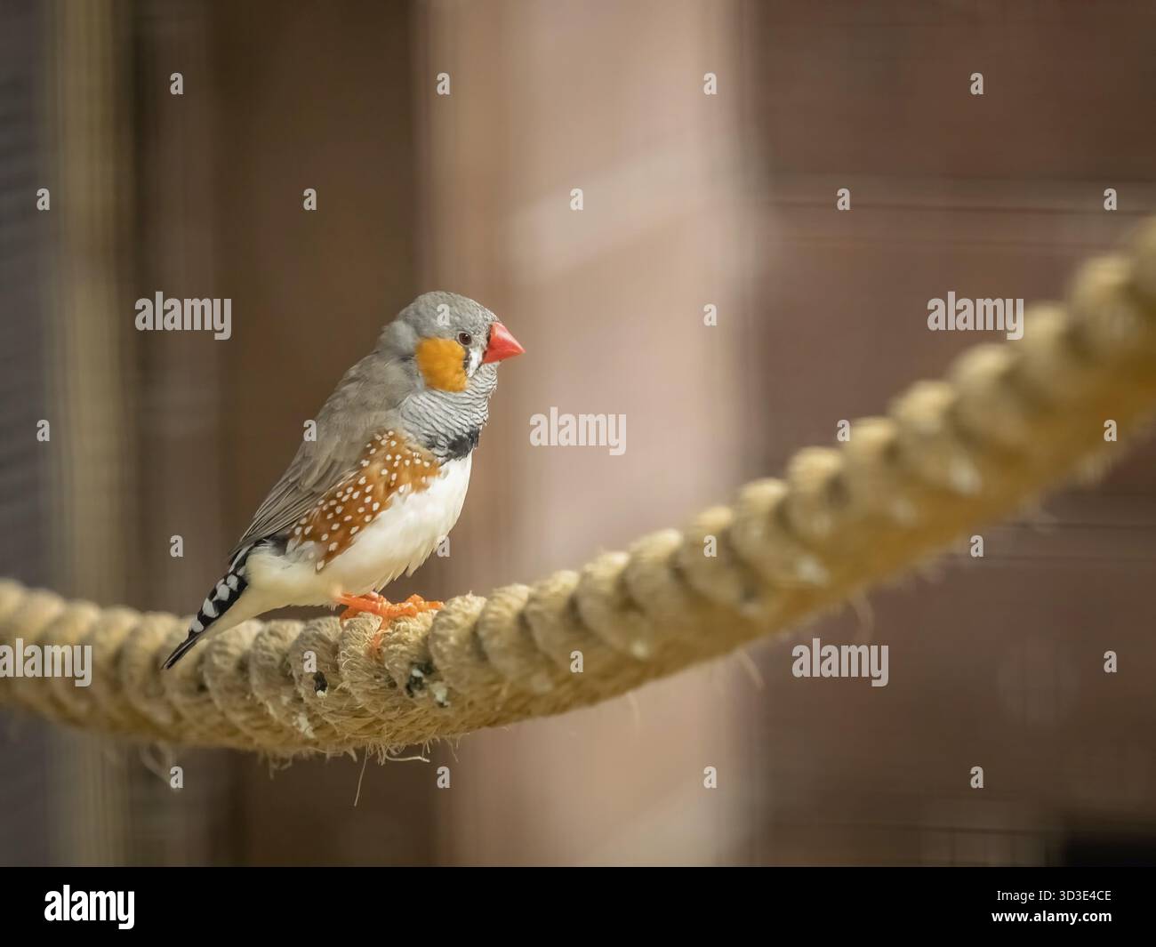 Oiseau tropical Zebra Finch assis sur une corde dans une cage dans le zoo Banque D'Images