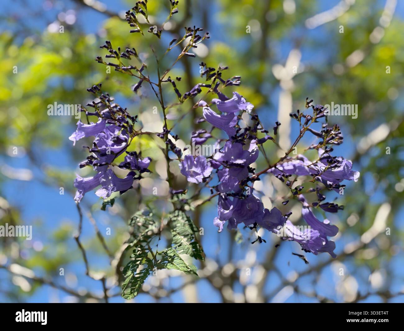 Jacaranda fleurit avec leurs fleurs violettes distinctives en forme de trompette sur un ciel bleu clair et un feuillage vert floue en Australie. Banque D'Images