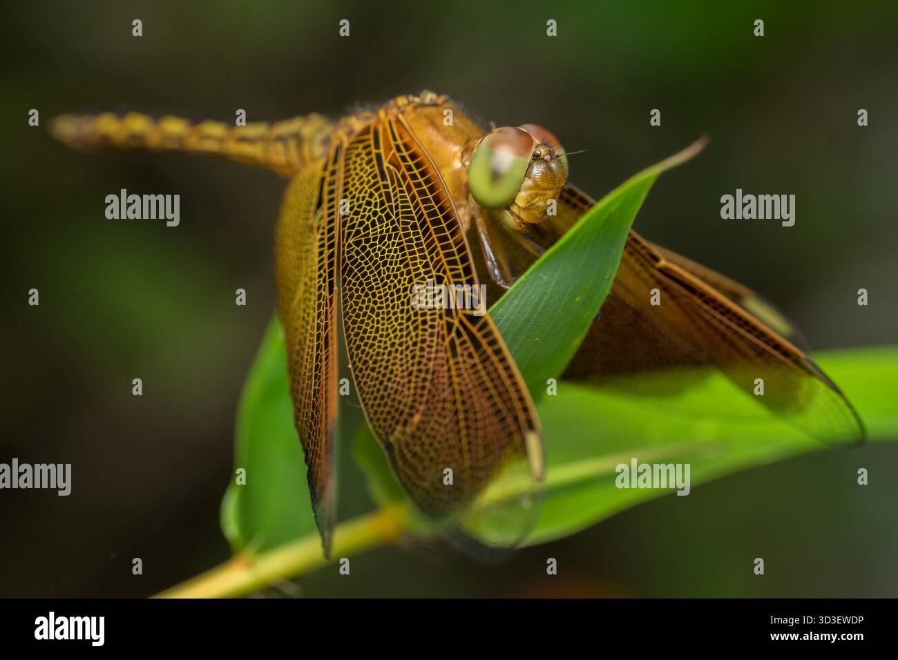 Un écumoire jaune (Neurothemis Tulia) perché sur une feuille de bambou prise en milieu d’après-midi à Gap nature and Farm Resort dans la ville de Davao Banque D'Images