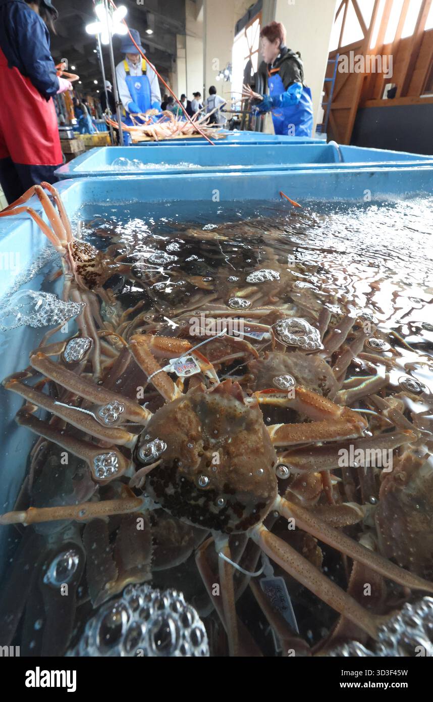 Snow crabs are landed at Hamasaka Fishing Port in Shin'onsen Town, Hyogo Prefecture, Japan, on November 6, 2025. Chionoecetes crab, a winter delicacy, is in season, and fishing opened on the same day in the Sea of Japan west of Toyama Prefecture. The opilio crab fishing season for males runs until March 20 next year, and for females until the end of December this year. ( The Yomiuri Shimbun via AP Images ) Banque D'Images