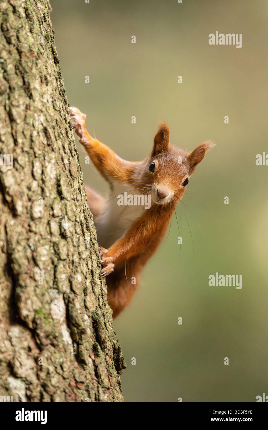 05 novembre 2025, Bade-Württemberg, Königsfeld im Schwarzwald : un écureuil s'accroche à un arbre dans la forêt de Doniswald près de Königsfeld dans la Forêt Noire. Photo : Silas Stein/dpa Banque D'Images