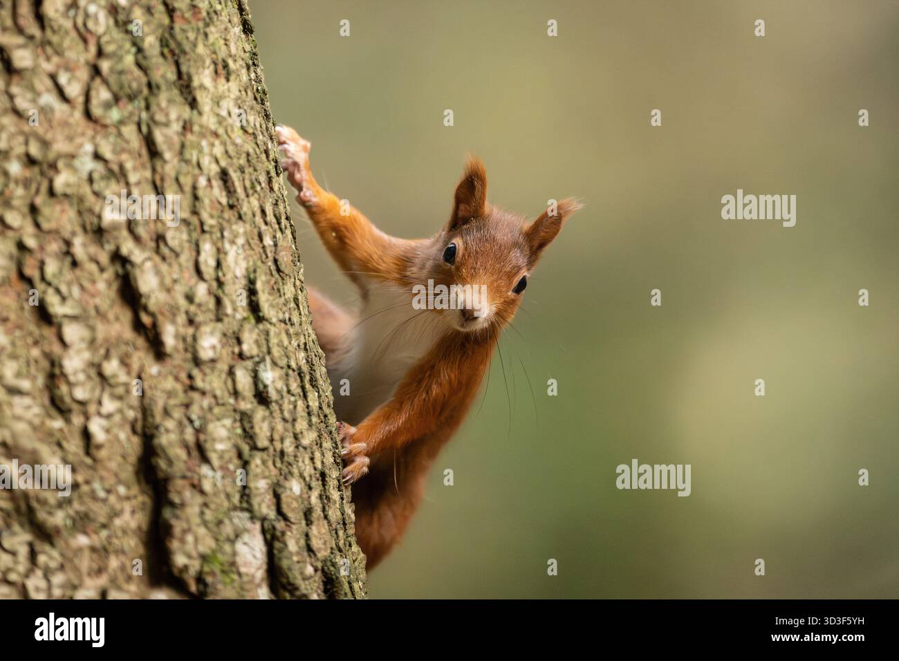 05 novembre 2025, Bade-Württemberg, Königsfeld im Schwarzwald : un écureuil s'accroche à un arbre dans la forêt de Doniswald près de Königsfeld dans la Forêt Noire. Photo : Silas Stein/dpa Banque D'Images