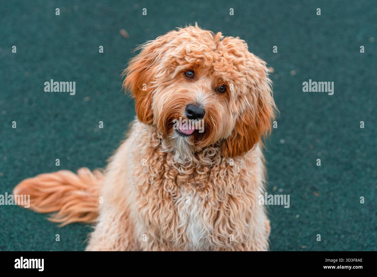 Un chien brun Labradoodle ou Cavapoo aux cheveux bouclés sur le terrain de dressage des chiens en plein air. La race du chien est un croisement entre un caniche. Banque D'Images
