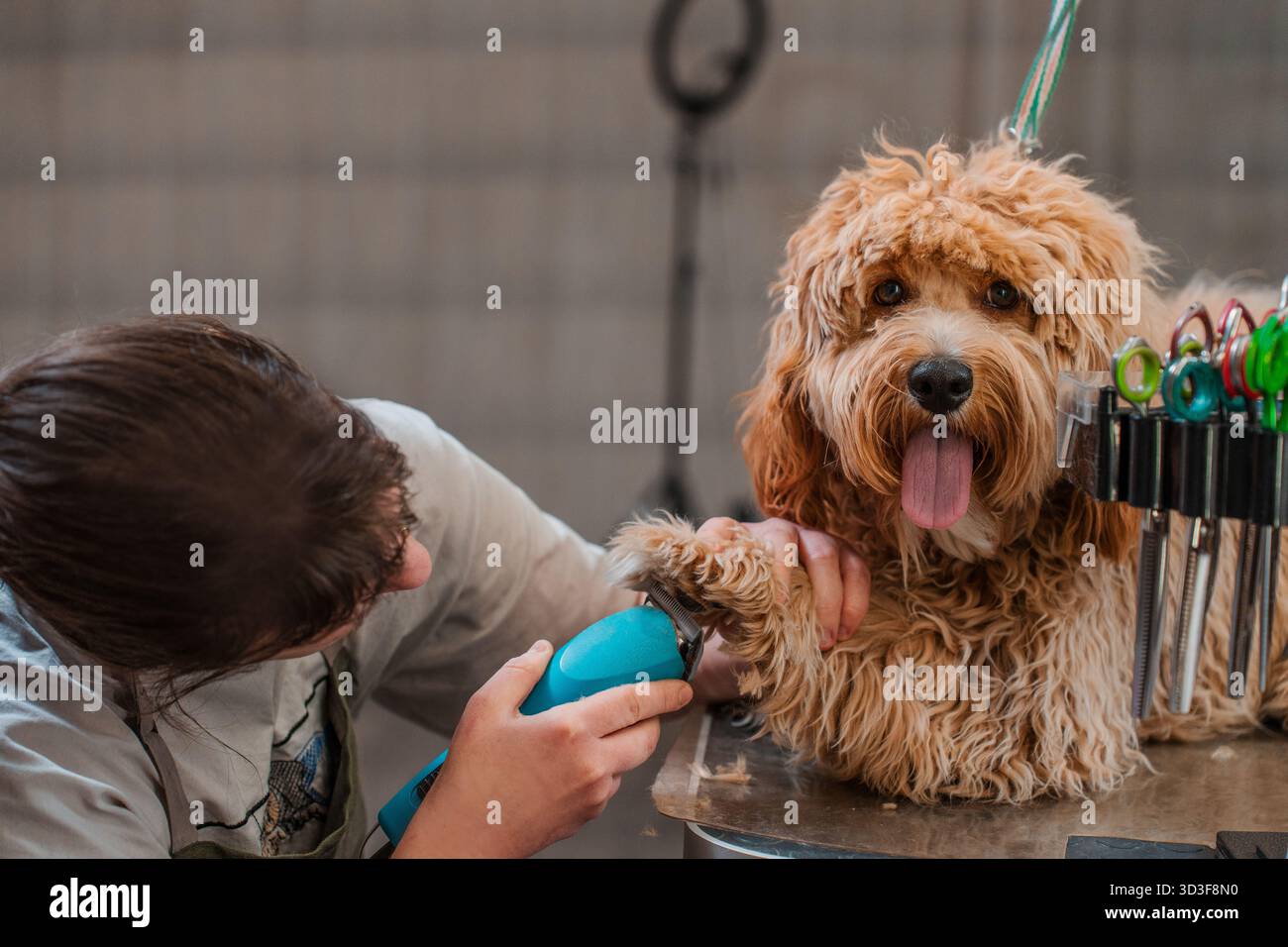 Chien brun aux cheveux bouclés de race Labradoodle ou Cavapoo dans un salon de toilettage. La race du chien est un croisement entre un caniche. Banque D'Images