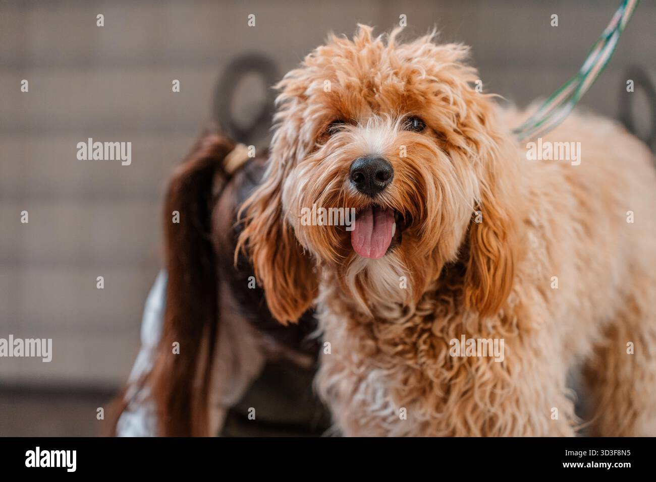 Chien brun aux cheveux bouclés de race Labradoodle ou Cavapoo dans un salon de toilettage. La race du chien est un croisement entre un caniche. Banque D'Images