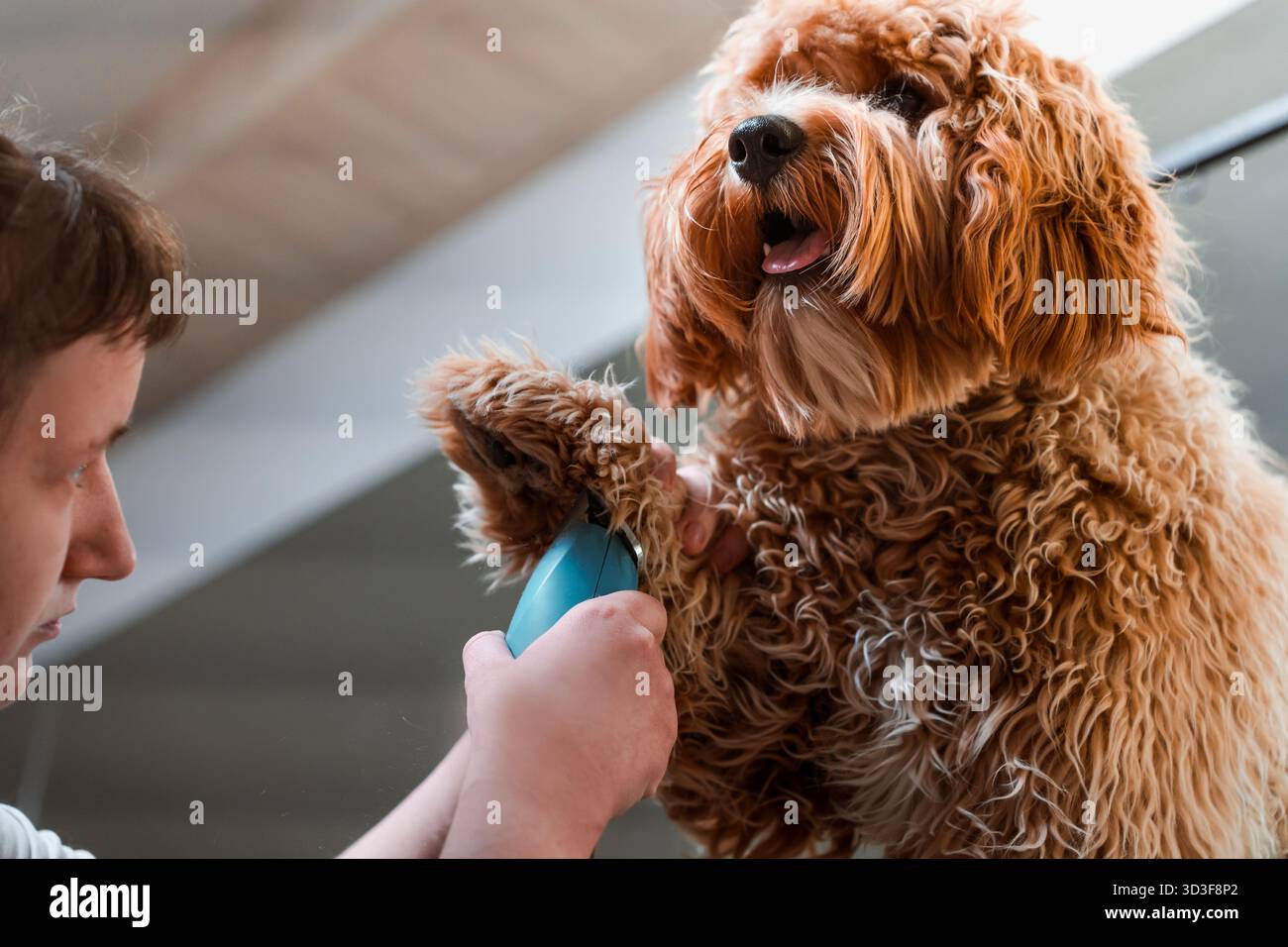 Chien brun aux cheveux bouclés de race Labradoodle ou Cavapoo dans un salon de toilettage. La race du chien est un croisement entre un caniche. Banque D'Images
