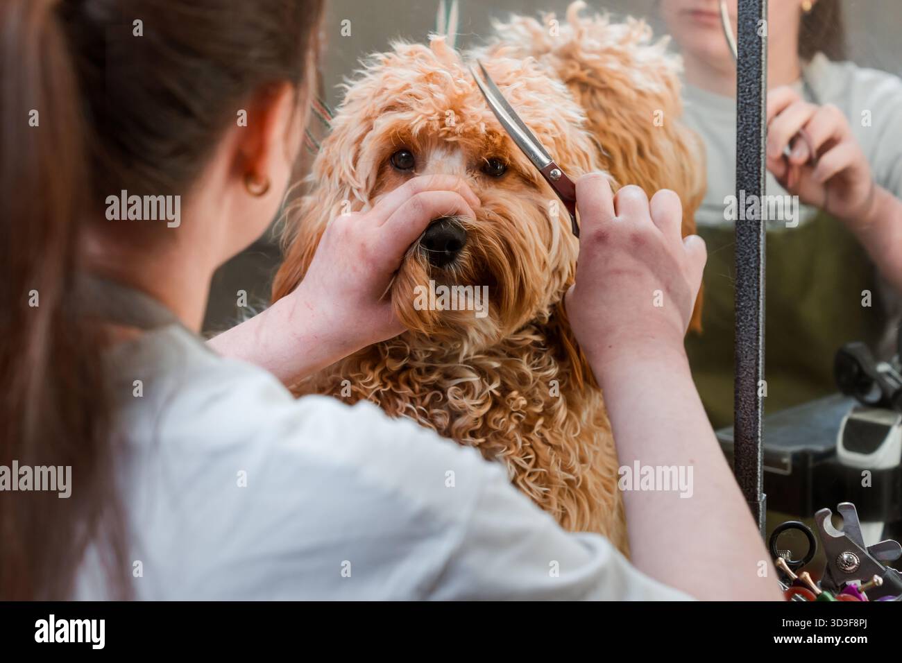 Chien brun aux cheveux bouclés de race Labradoodle ou Cavapoo dans un salon de toilettage. La race du chien est un croisement entre un caniche. Banque D'Images