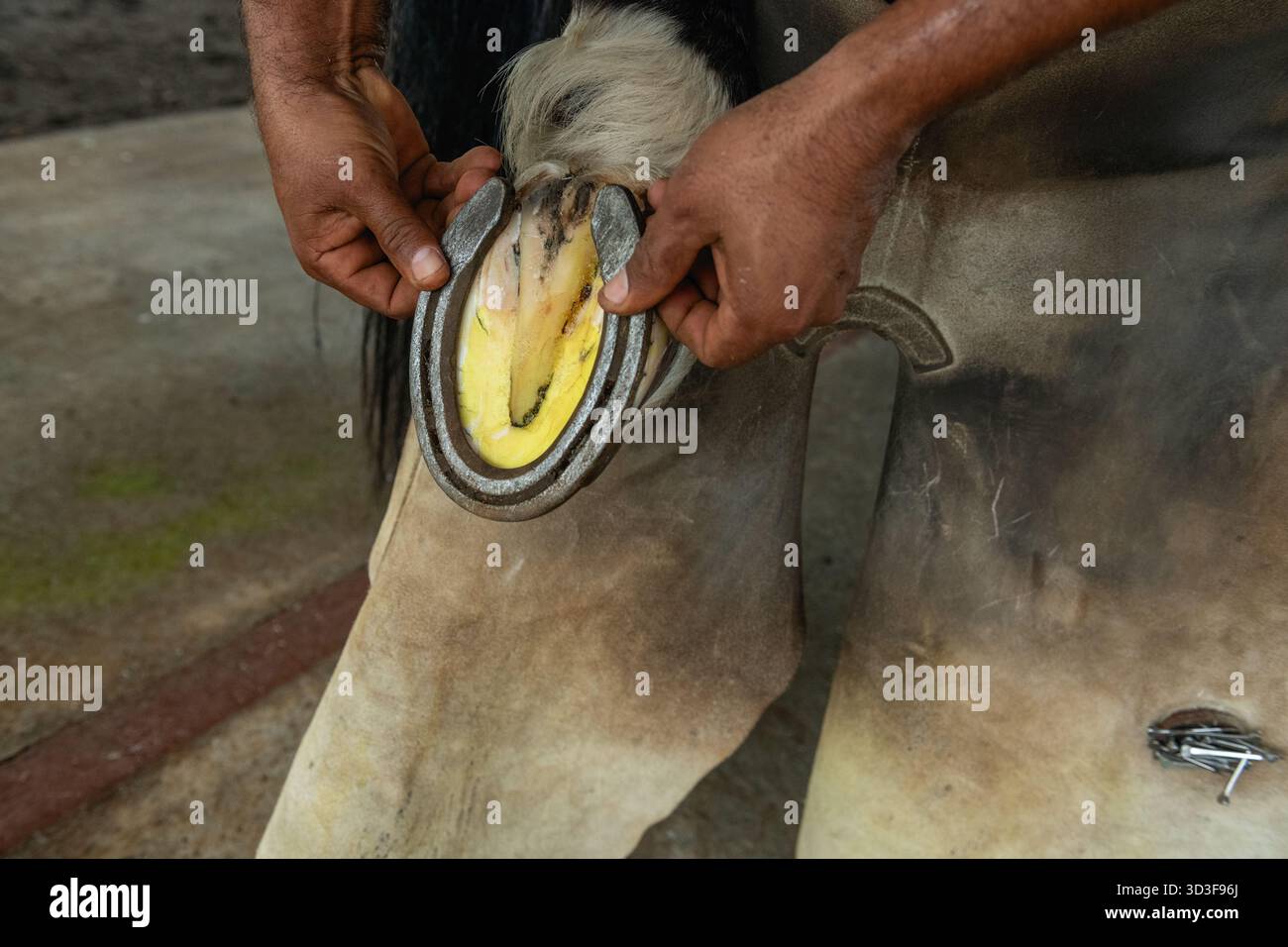 Gros plan d'un homme tenant la jambe de cheval avec un fer à cheval sur un ranch, Panama, Chiriqui, Amérique centrale - photo stock Banque D'Images