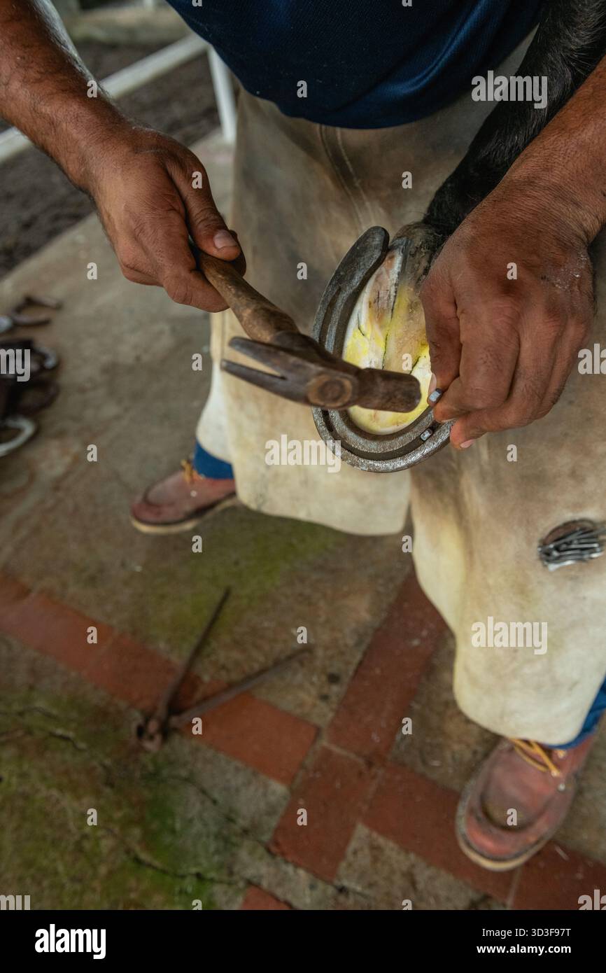 Gros plan d'un homme tenant la jambe de cheval avec un fer à cheval sur un ranch, Panama, Chiriqui, Amérique centrale - photo stock Banque D'Images