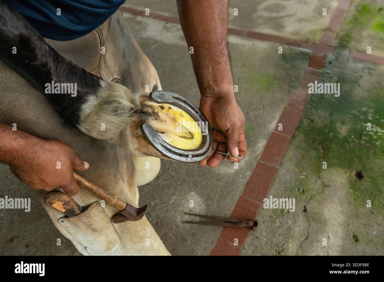 Gros plan d'un homme tenant la jambe de cheval avec un fer à cheval sur un ranch, Panama, Chiriqui, Amérique centrale - photo stock Banque D'Images