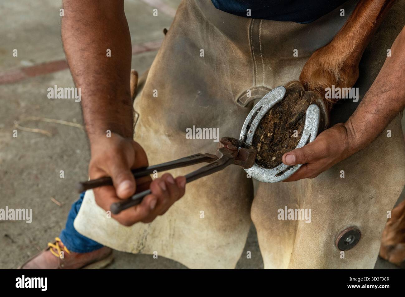Gros plan d'un homme nettoyant le sabot de cheval sur un Ranch, Panama, Chiriqui, Amérique centrale - photo stock Banque D'Images