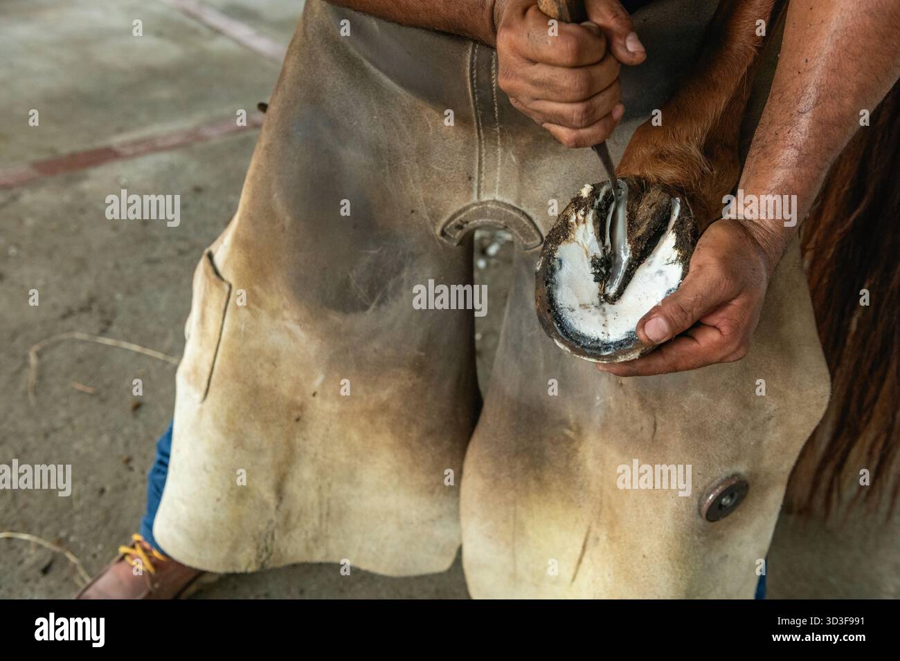 Gros plan d'un homme nettoyant le sabot de cheval sur un Ranch, Panama, Chiriqui, Amérique centrale - photo stock Banque D'Images