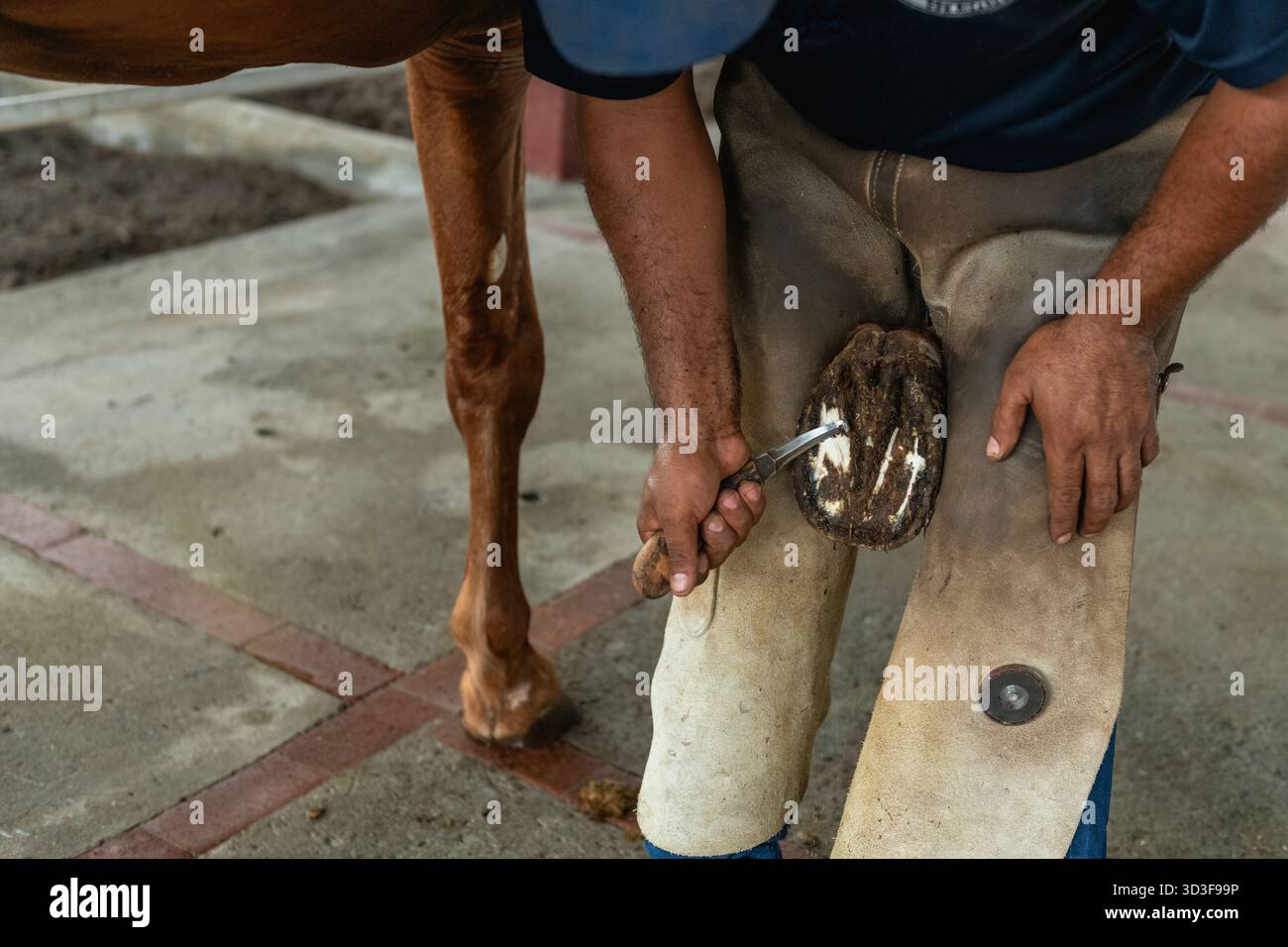 Gros plan d'un homme nettoyant le sabot de cheval sur un Ranch, Panama, Chiriqui, Amérique centrale - photo stock Banque D'Images