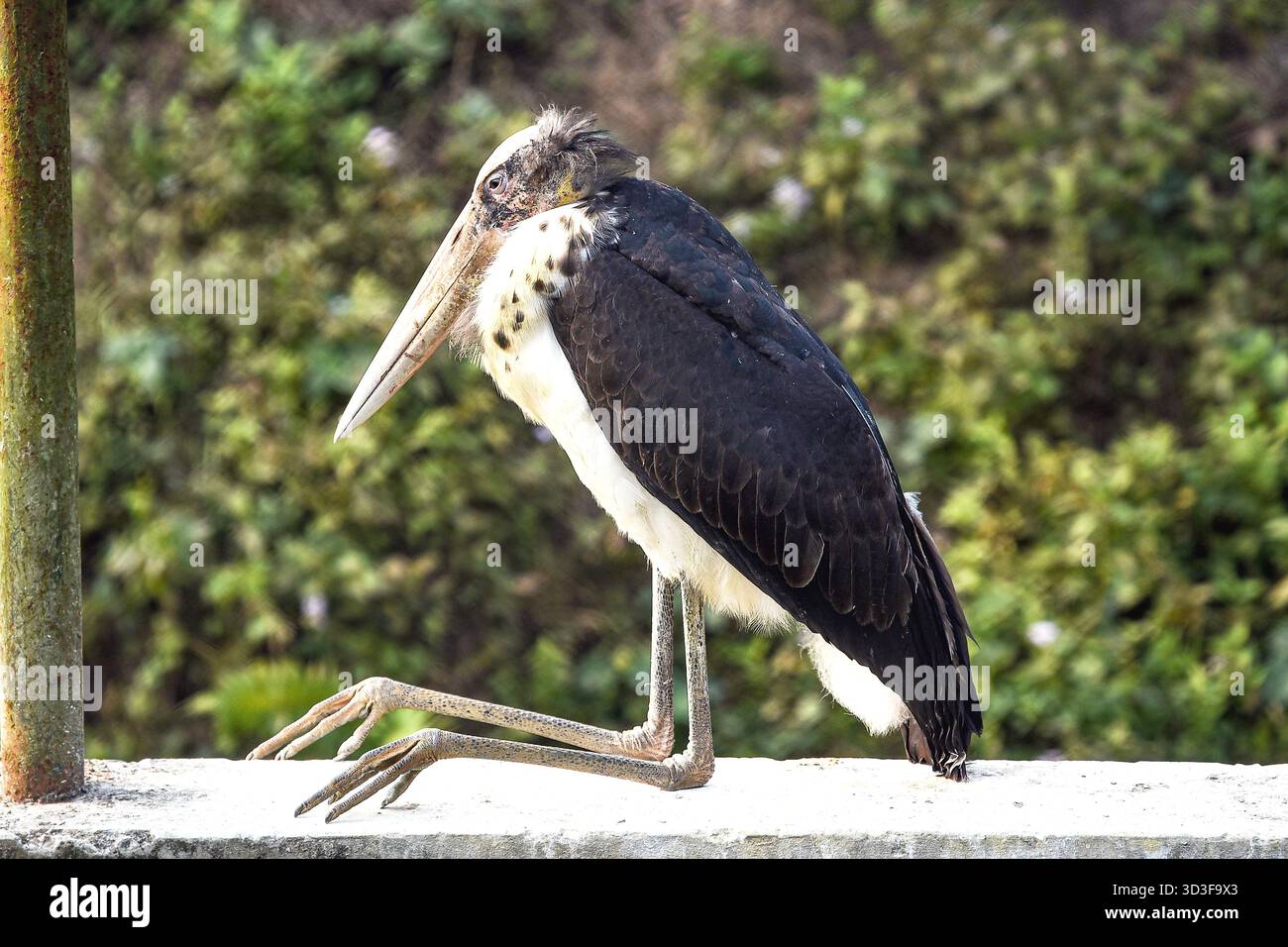 Adjudant inférieur debout sur rail avec long bec et ailes sombres dans un cadre extérieur Banque D'Images