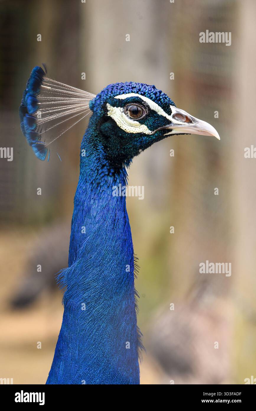 Gros plan Portrait d'un paon avec un cou bleu irisé et un motif de tête orné Banque D'Images