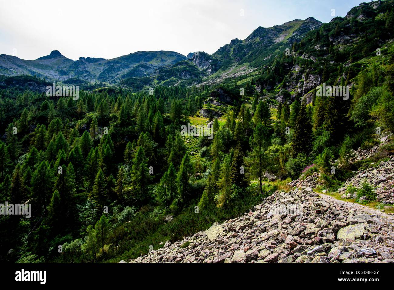 Sentier de montagne rocheux dans la chaîne de Lagorai, Trentin, entouré de forêts de pins et de pics accidentés sous un ciel d'été lumineux. Nature alpine sauvage et hik Banque D'Images