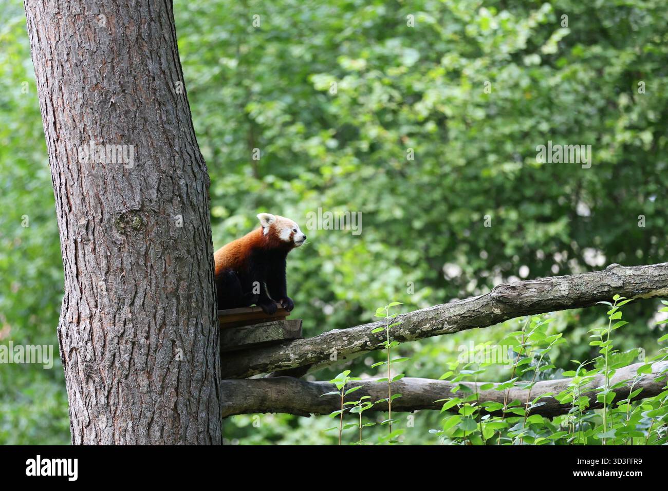 Red Panda sur un arbre dans une forêt verte luxuriante Banque D'Images