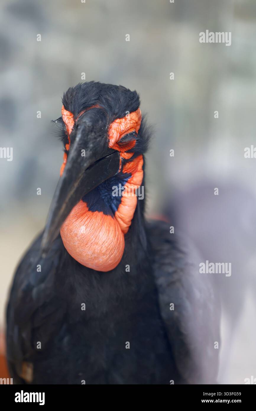 Gros plan d'un oiseau du Cap Ground Hornbill à la peau du visage orange vif Banque D'Images