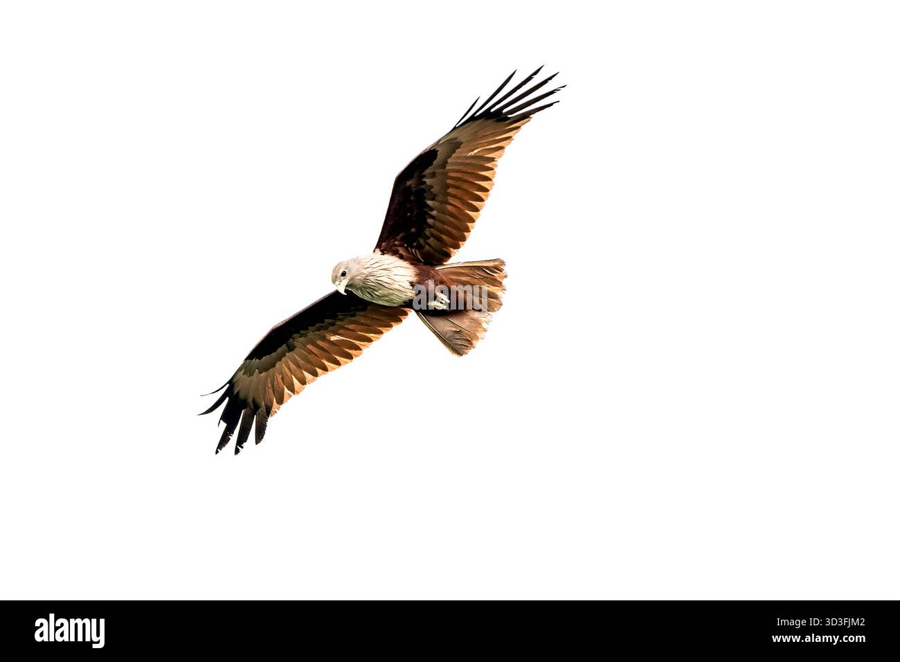 Majestueux aigle en vol contre un ciel dégagé Banque D'Images