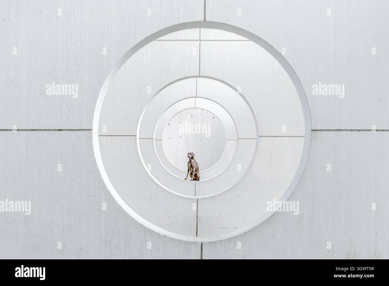 Weimaraner Dog se trouve au centre d'une conception de mur en béton symétrique et minimaliste avec des ouvertures circulaires concentriques, géométrique abstraite Banque D'Images