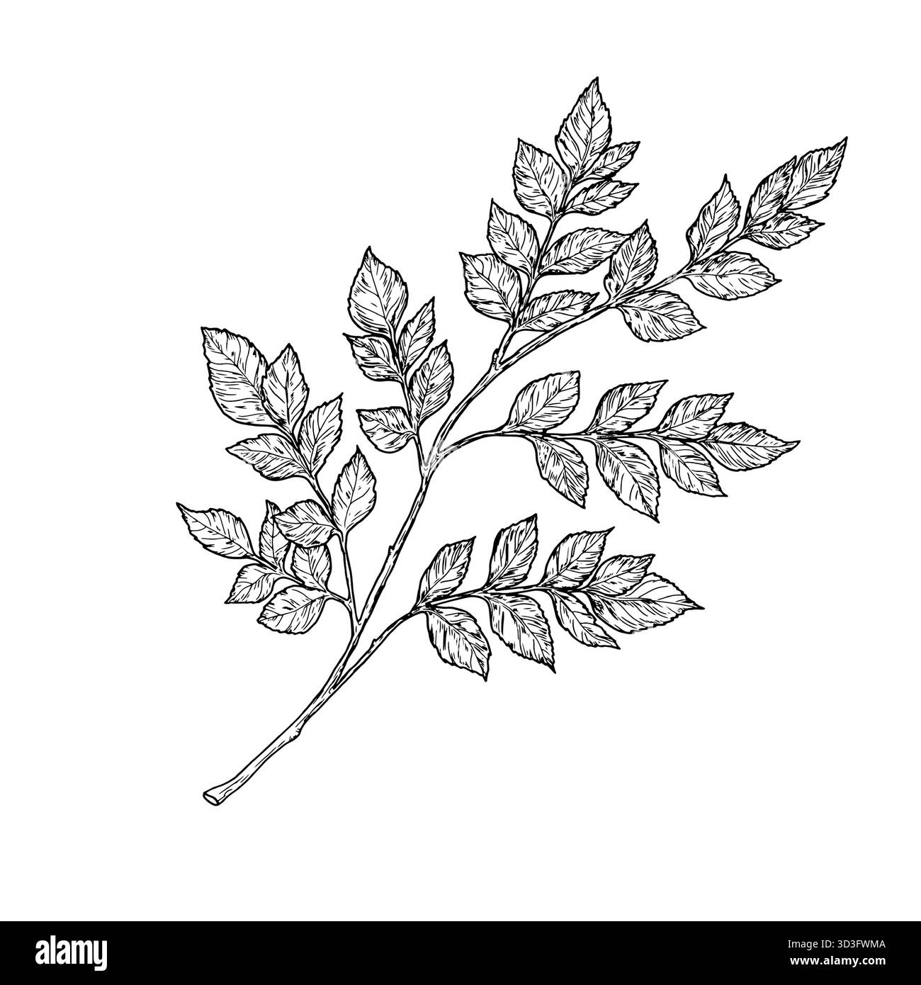 Brindilles élégantes avec des feuilles, faites à la main. Illustration vectorielle, branches isolées sur un fond blanc. Convient pour cartes postales, logos, décorations, invitat Illustration de Vecteur