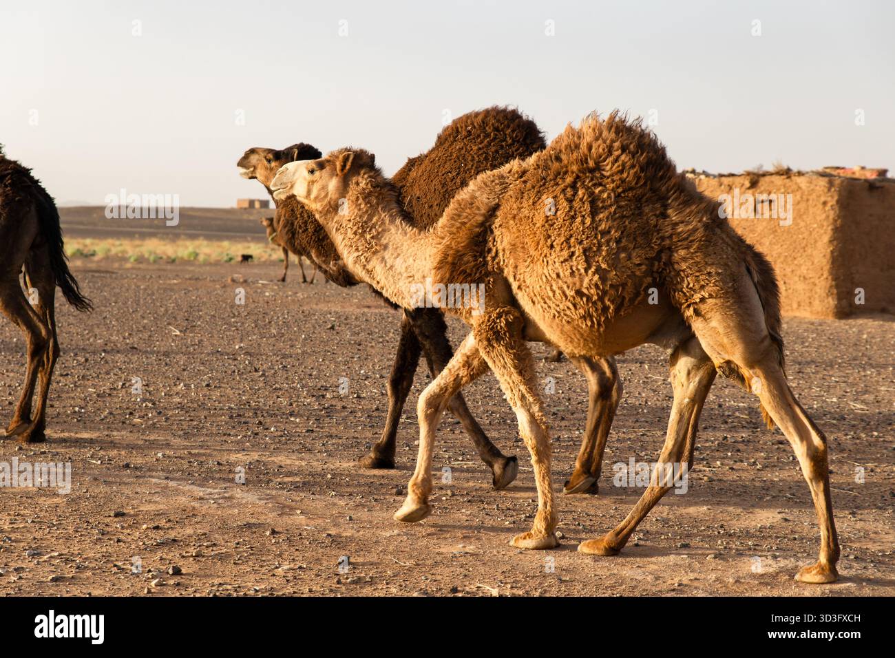 Un groupe de chameaux se promène tranquillement sur le terrain sablonneux du désert du Sahara. Leurs silhouettes sont magnifiquement encadrées contre le dese expansif Banque D'Images