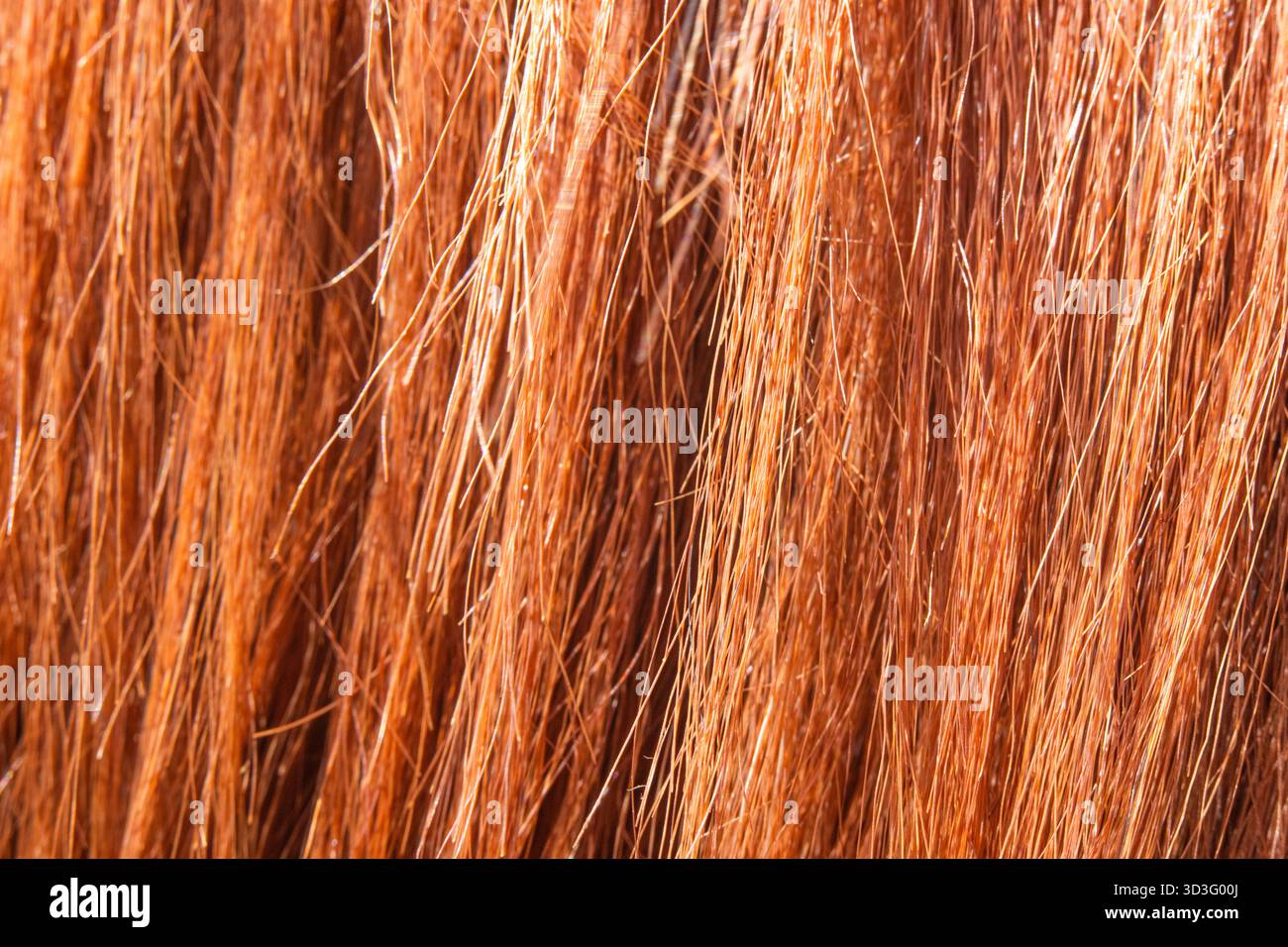 Une superbe photo macro capturant les détails complexes et les couleurs éclatantes du crin de cheval. Les brins fins créent une composition texturée et abstraite t Banque D'Images