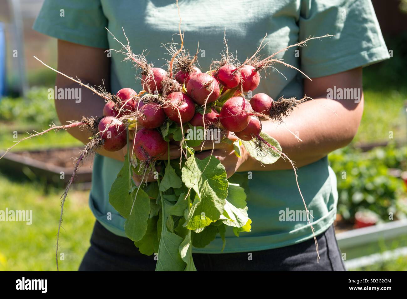 Une personne tient un tas de radis fraîchement récoltés sur fond de jardin de printemps. Le rouge vif des radis contraste avec le vert o Banque D'Images