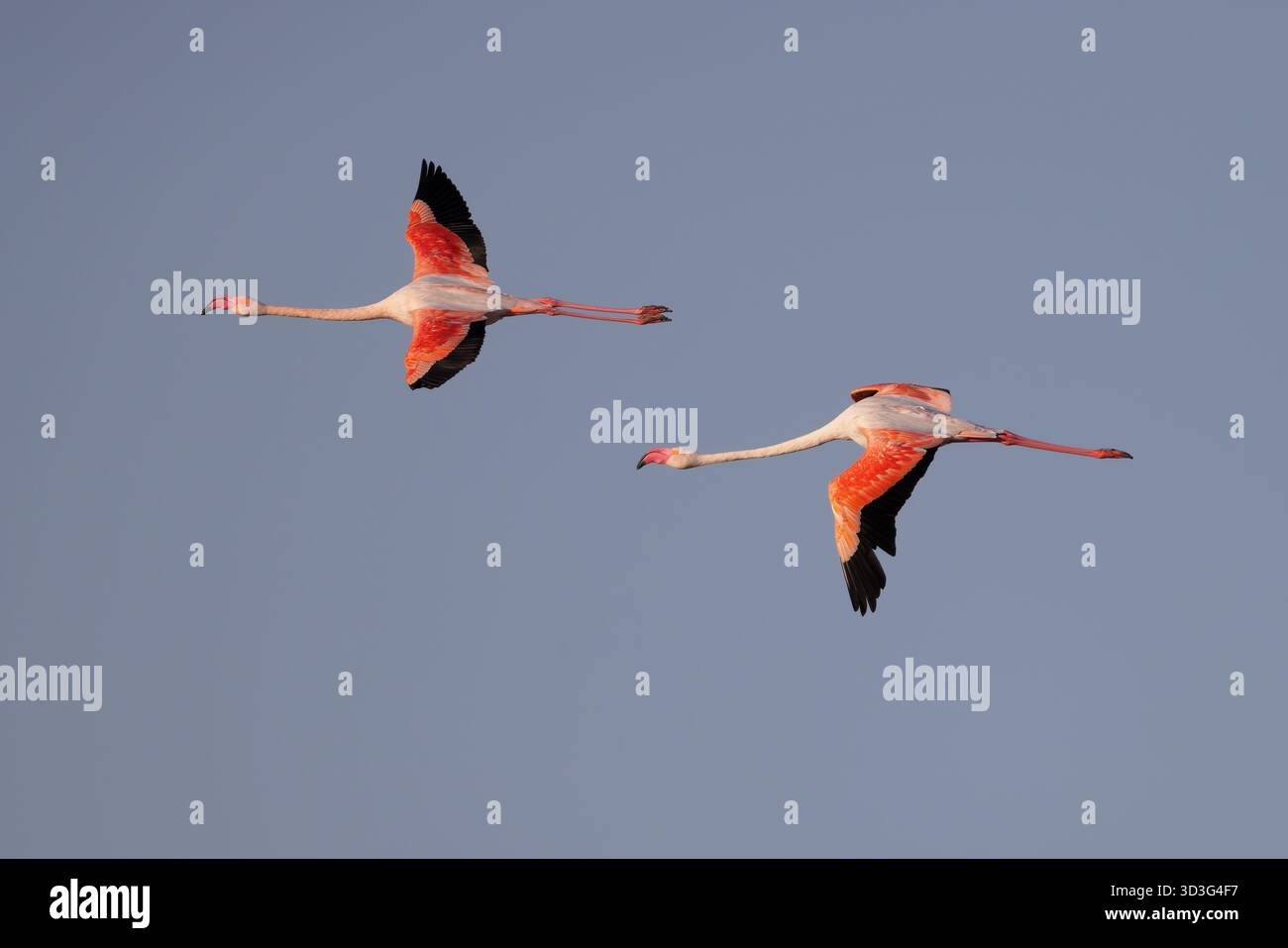 Les grands flamants roses (Phoenicopterus roseus) survolant un lagon en Camargue, France. Banque D'Images