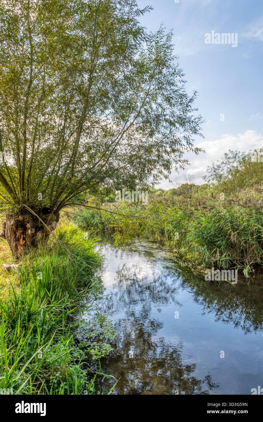 Un saule pollardé près de la rivière Wensum dans le Norfolk. Banque D'Images