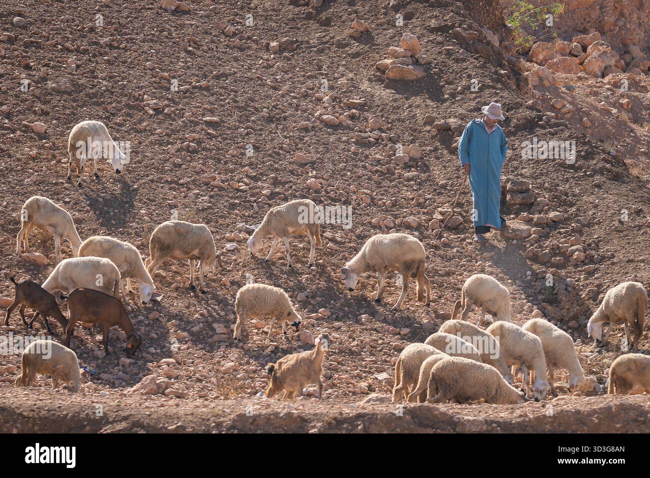 Paysage désertique pierreux avec des chèvres et des moutons. Un berger avec ses moutons et ses chèvres au Maroc. Banque D'Images