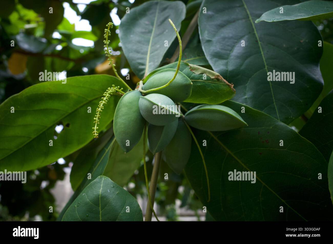 Amande indienne, amande de plage (Terminalia catappa) fruits verts et fleurs. Mise au point peu profonde. Banque D'Images