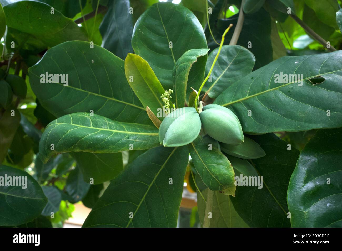 Amande indienne, amande de plage (Terminalia catappa) fruits verts et fleurs. Mise au point peu profonde. Banque D'Images
