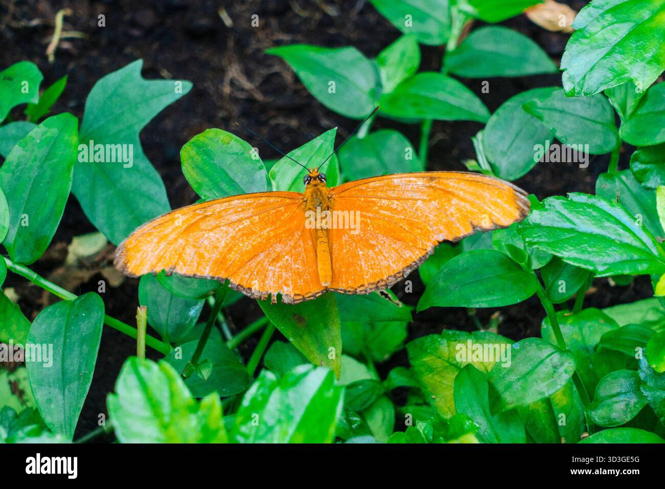 Papillon tropical à la serre des jardins botaniques d'Amsterdam Banque D'Images