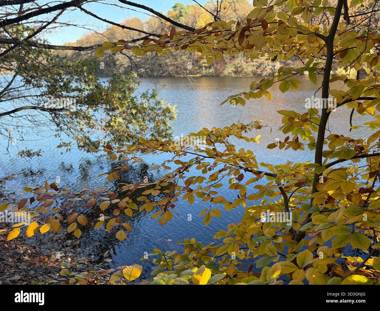 Herbst à Berlin 2025 Berlin, Deutschland - 6. Novembre 2025 : Die Krumme Lanke, einem See in Berlin-Zehlendorf, an einem Herbsttag BEI Sonnenschein im November. Berlin Banque D'Images