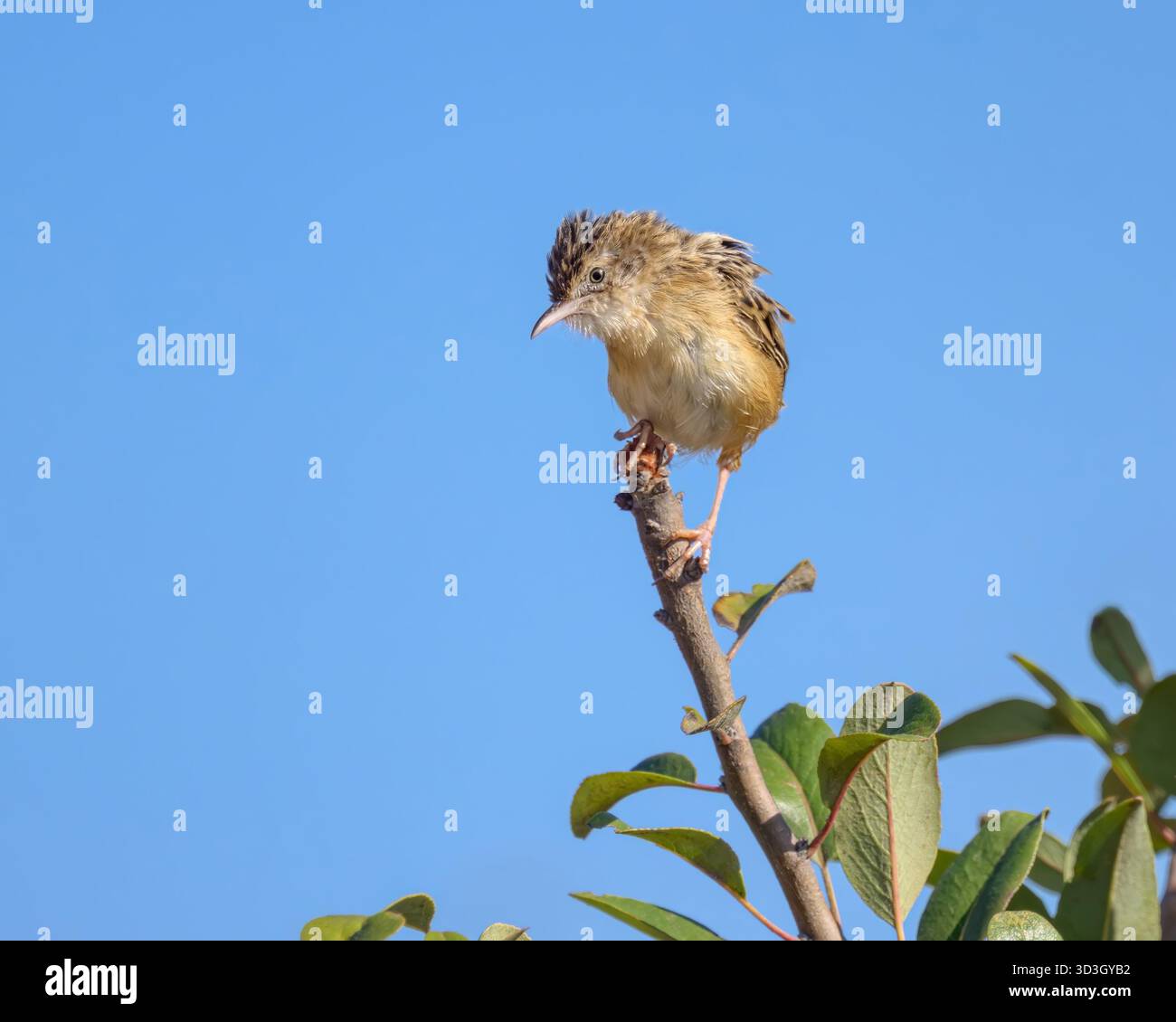 Un oiseau cisticola, Cisticola juncidis, perché sur une branche, oiseau chanteur dans la famille Cisticolidaer, devant le ciel bleu, Corfou, Grèce Banque D'Images