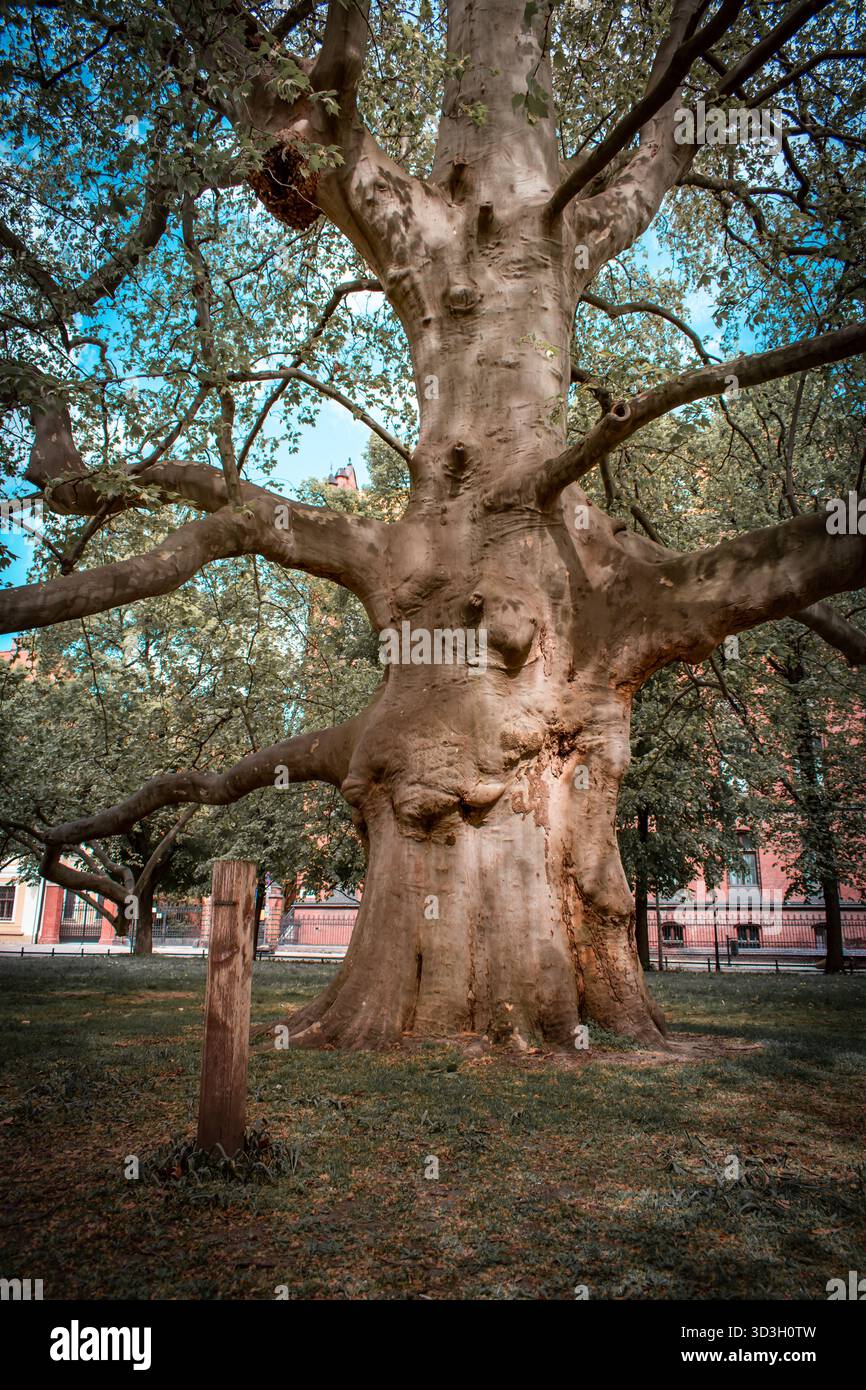 Un arbre énorme qui est très vieux. Banque D'Images