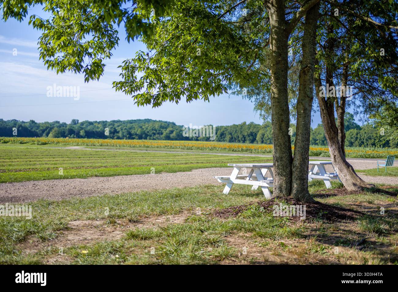 Table de pique-nique de Burnside Farms Nokesville Virginia // NOKESVILLE, Virginie — Une table de pique-nique en bois blanc repose à l'ombre des arbres à Burnside Farms, une destination agritouriste populaire. Au-delà d'un chemin de gravier, les champs cultivés s'étendent vers une limite d'arbres lointaine, avec des notes de fleurs jaunes. Burnside Farms est largement connu pour ses festivals floraux saisonniers, y compris les grands champs de tournesol qui attirent de nombreux visiteurs. Cette ferme familiale offre une escapade rurale dans le comté de Prince William, en Virginie, offrant des possibilités de loisirs en plein air et de profiter des paysages naturels. Banque D'Images