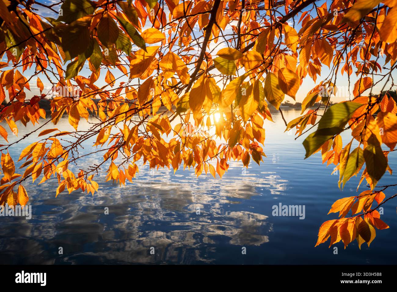 Cerisiers aux couleurs d'automne à Tidal Basin Washington DC // WASHINGTON DC — les cerisiers affichent leurs couleurs d'automne vibrantes au Tidal Basin, illuminé par la lumière dorée du soleil peu après le lever du soleil. Le Tidal Basin est un réservoir artificiel à Washington, DC, faisant partie du West Potomac Park. Ce monument emblématique est réputé pour ses cerisiers, à l'origine un cadeau du Japon. Bien que les plus célèbres pour leurs fleurs printanières, ces arbres offrent également un affichage saisissant du feuillage d'automne. Banque D'Images