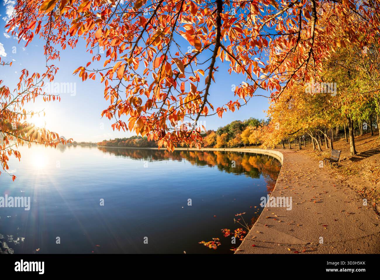 Cerisiers aux couleurs d'automne à Tidal Basin Washington DC // WASHINGTON DC — les cerisiers affichent des couleurs d'automne vibrantes au Tidal Basin, baignés de lumière dorée peu après le lever du soleil, avec des feuilles qui se reflètent sur l'eau calme. Le Tidal Basin est un réservoir artificiel dans le parc West Potomac, une partie centrale du National Mall. Il est connu pour son anneau de cerisiers et les monuments environnants, y compris le Jefferson Memorial visible. Le sentier est couvert de feuilles d'automne tombées. Banque D'Images