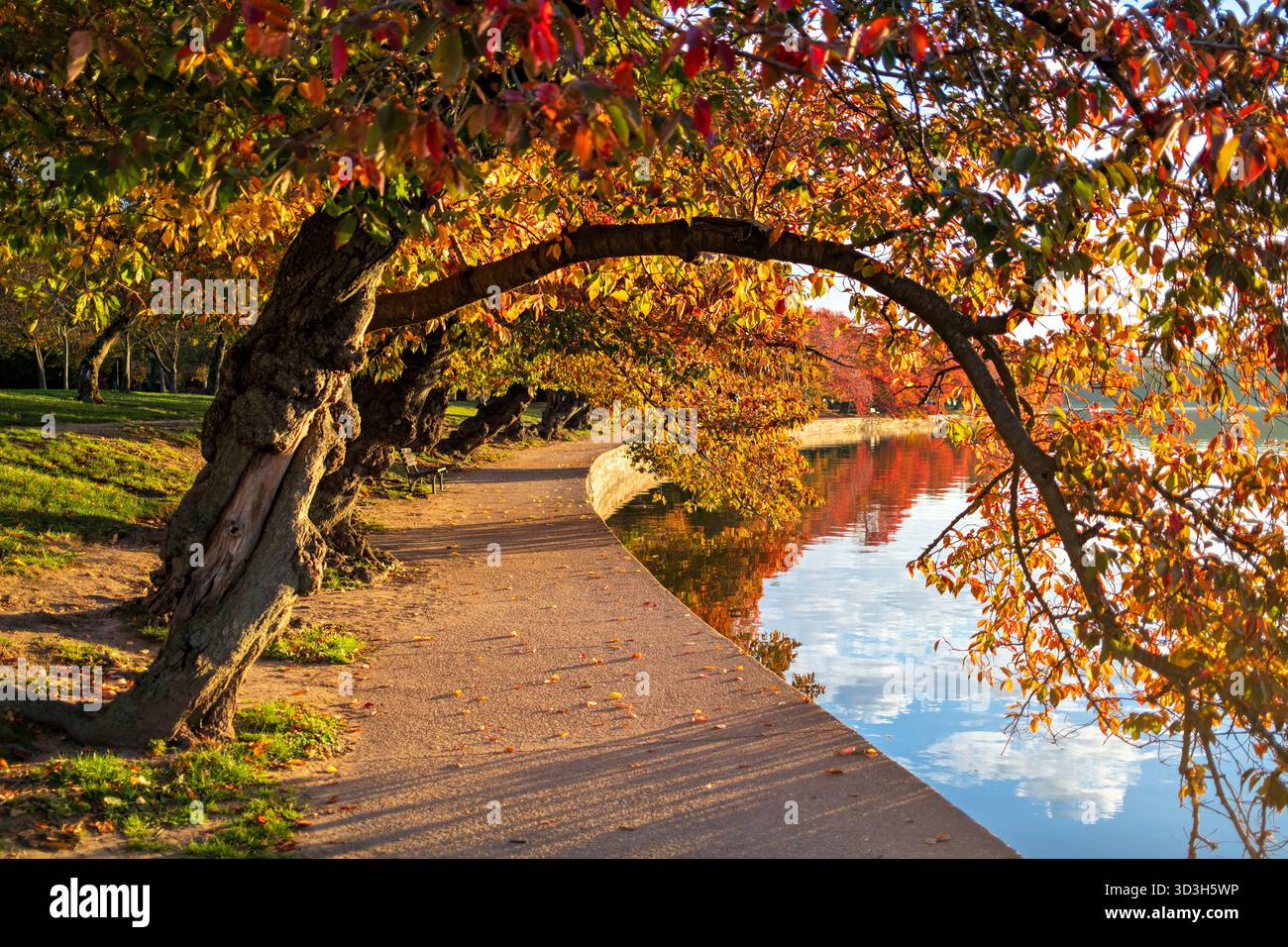 Cerisiers aux couleurs d'automne à Tidal Basin Washington DC // WASHINGTON DC — les cerisiers affichent des couleurs d'automne vibrantes le long du rivage de Tidal Basin peu après le lever du soleil. Le Tidal Basin, un réservoir artificiel, est un élément important du National Mall. Ces cerisiers emblématiques, un cadeau de 1912 du Japon, sont célébrés pour leurs fleurs printanières et offrent également un feuillage d'automne saisissant. Le sentier pittoresque le long du bassin est un endroit populaire pour découvrir cette beauté saisonnière. Banque D'Images
