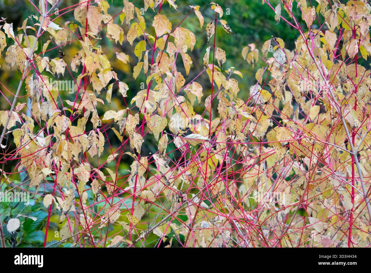 Couleur automne saison automnale octobre plantes du jardin, Cornus sanguinea 'Annys Winter Orange' dans le jardin Banque D'Images