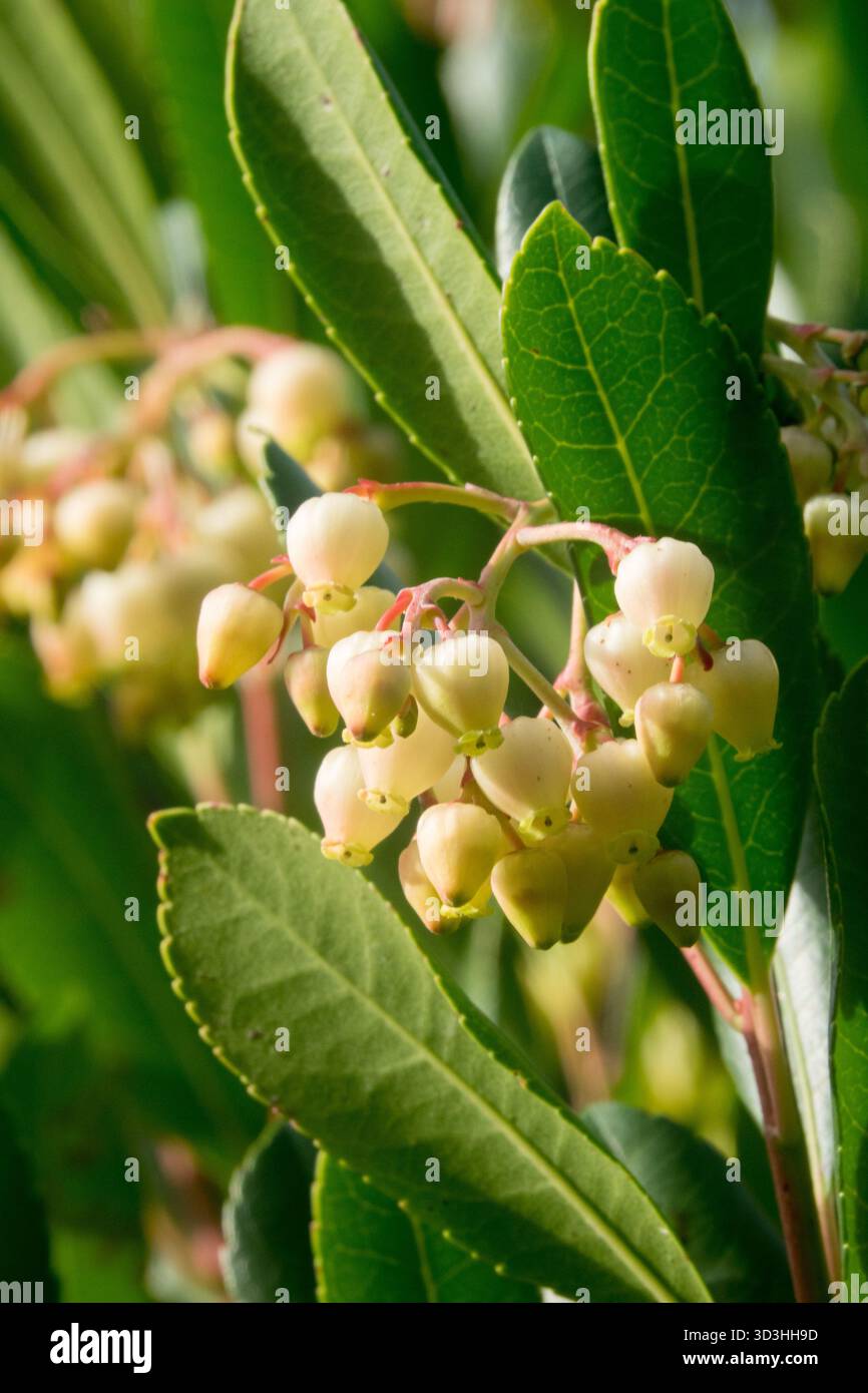 Fraise Tree Arbutus unedo fleurs et feuilles de près Banque D'Images