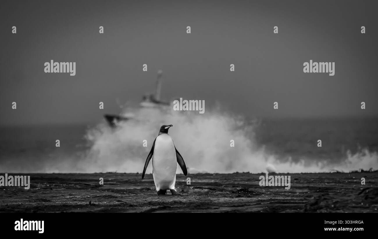 Manchot roi solitaire sur une plage avec un navire d'expédition comme arrière-plan, et une vague écrasante, dans la région de l'Antarctique Banque D'Images